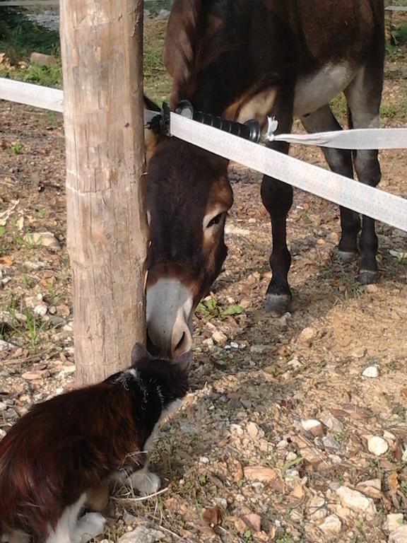 Agriturismo Cascina Monchiero Μπρα Εξωτερικό φωτογραφία